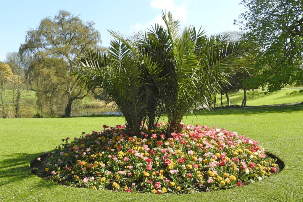 Flower Tree Ring - South Florida Landscaping Ideas