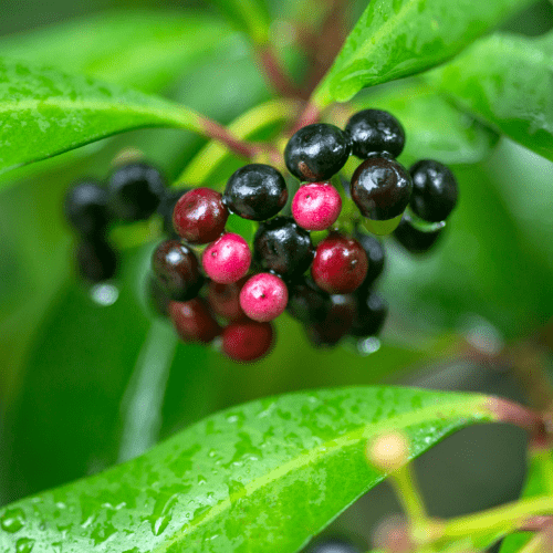 Marlberry for Native Garden