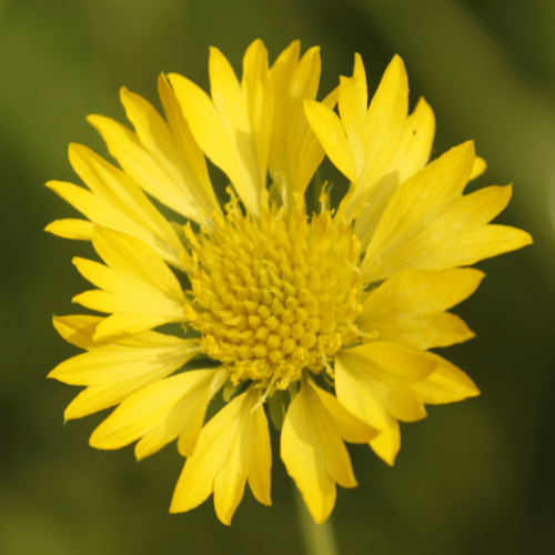 Lanceleaf blanketflower 