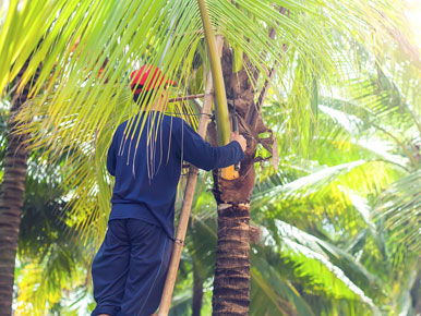 Arborist Trimming Palm Tree