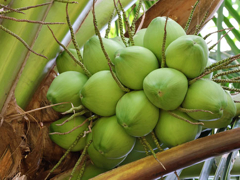 Palm Tree Fruit Production
