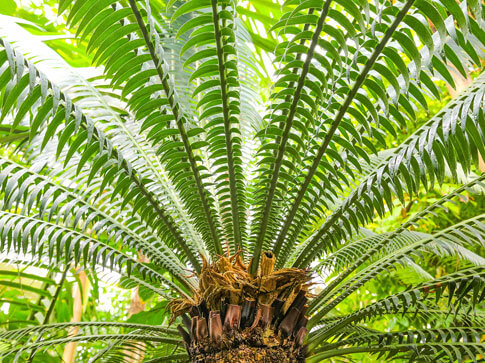 Palm Tree Health With Trimming