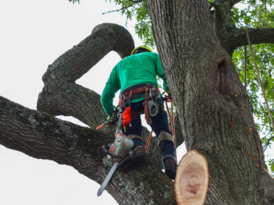 Tree Removal Services Man Cutting Tree