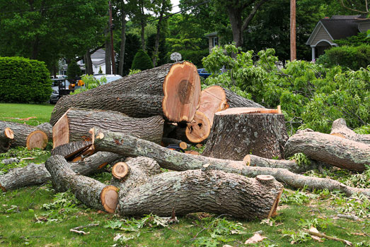 Tree Removal Trees Cut Down